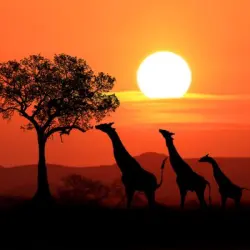 kenya (2)